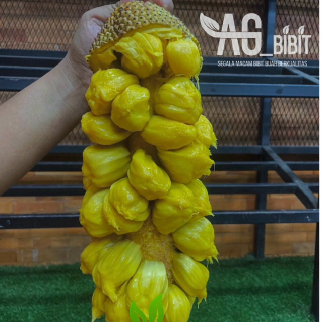 Bibit Cempedak King Malaysia Okulasi Asli Cepat Berbuah Buah Jumbo Premium Siap Tanam