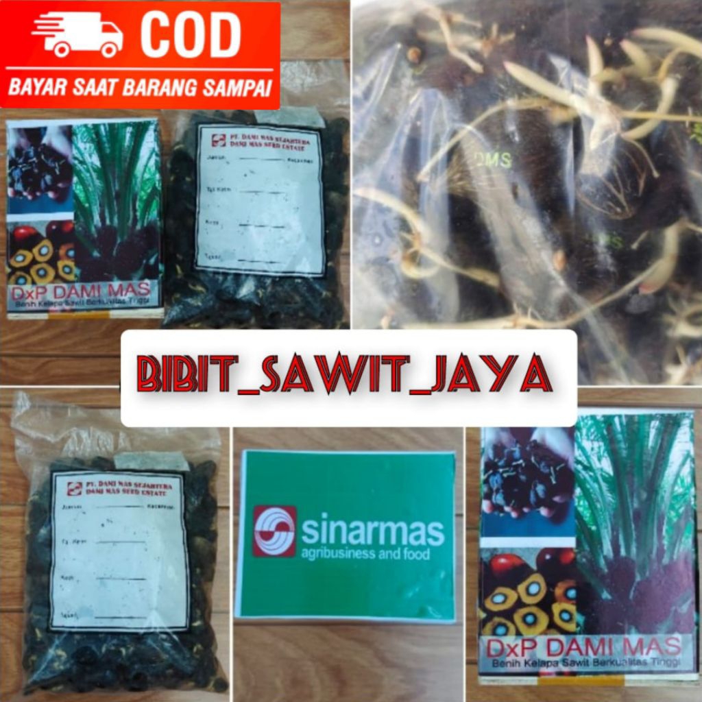 COD biji kecambah sawit DxP DAMI MAS KUALITAS UNGGUL