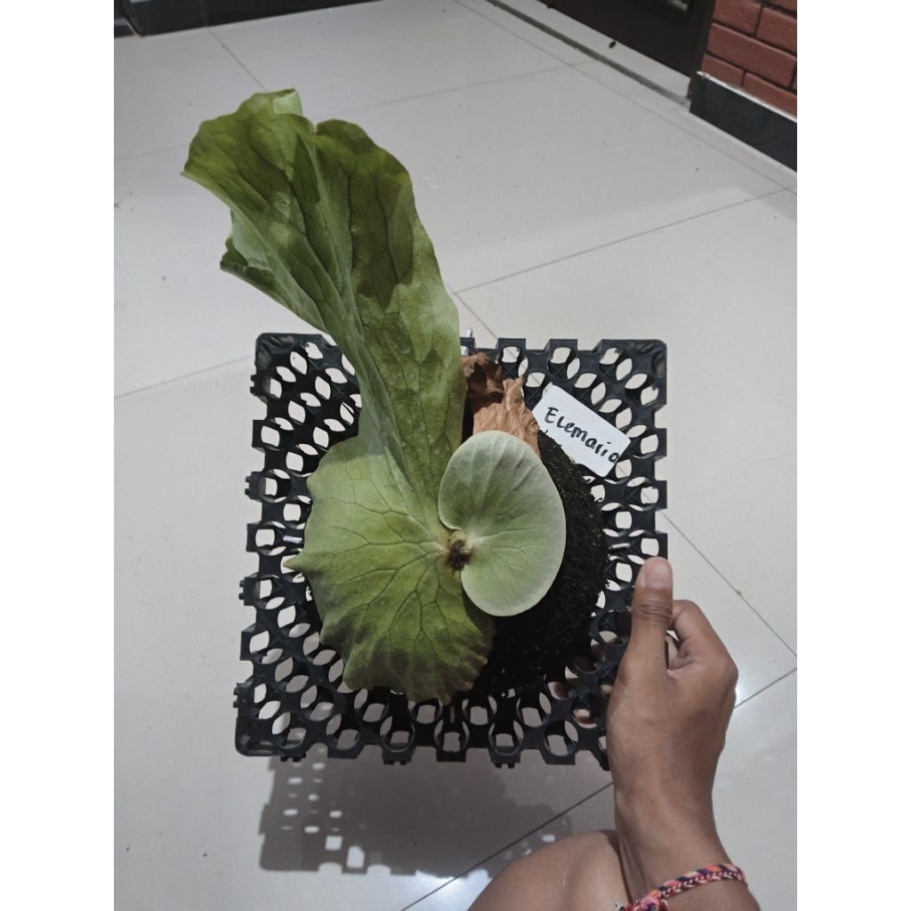 Platycerium Elemaria/ Simbar Elemaria