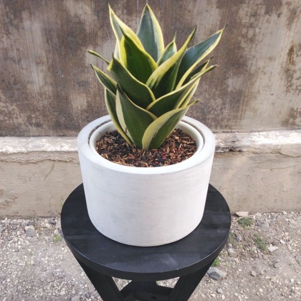 POT SEMEN MINIMALIS/POT SILINDER