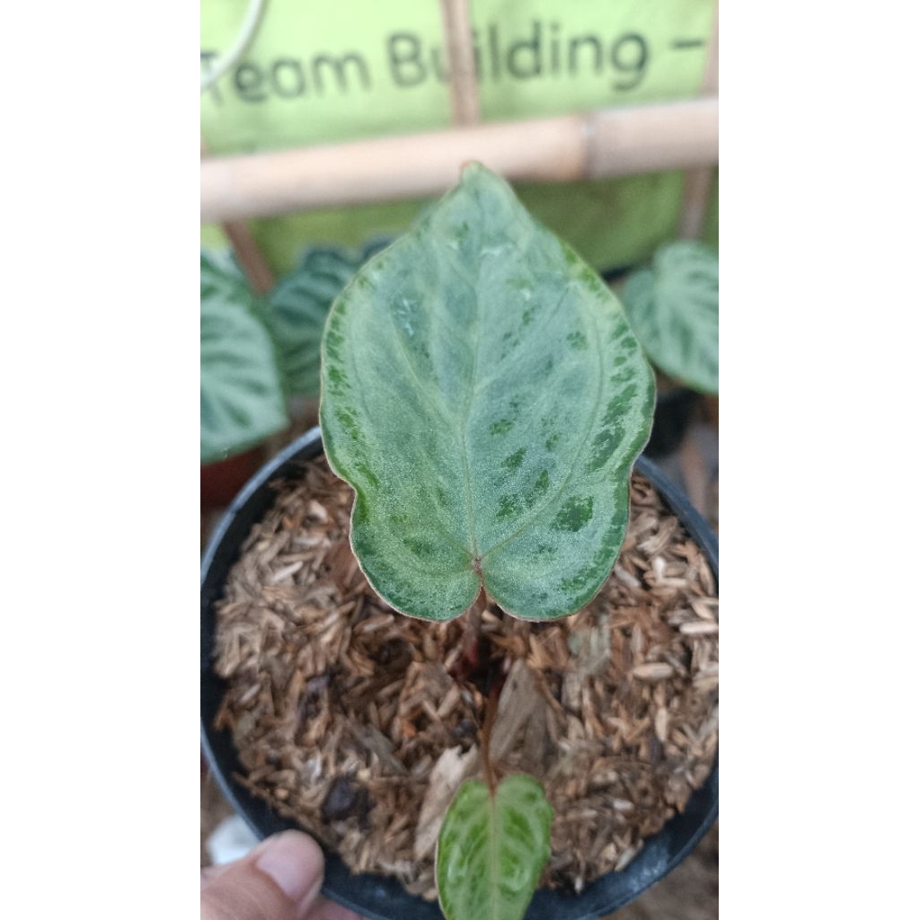 Anthurium silver chrome x red of java
