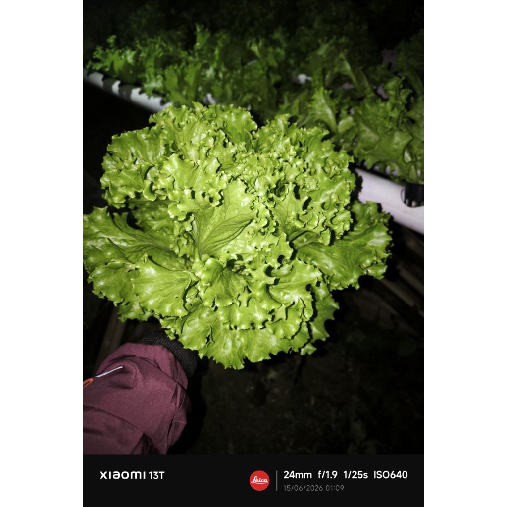 Benih selada Caipira F2 Premium