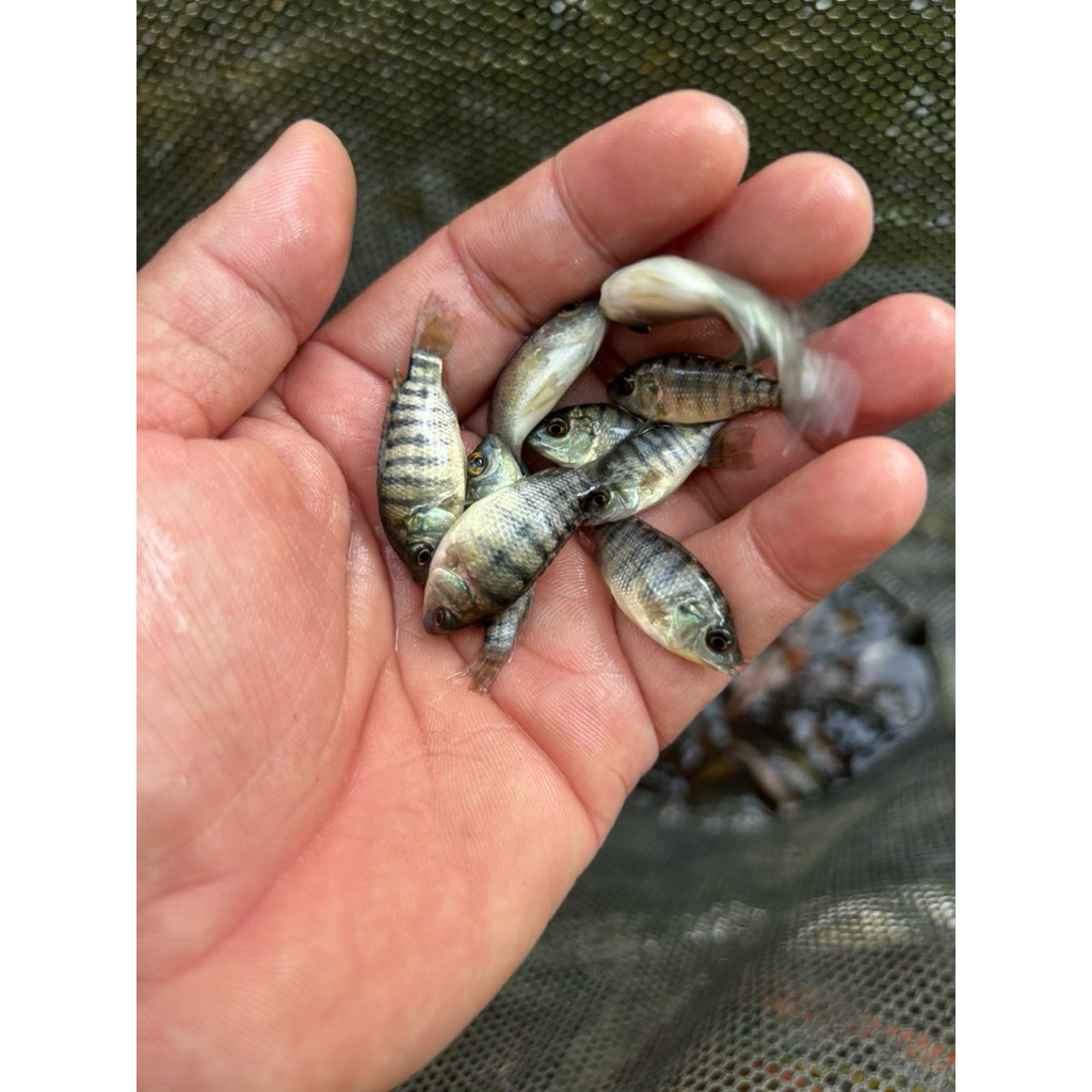 Paket 100 ekor Bibit ikan kosumsi nila Hitam / nila nirwana
