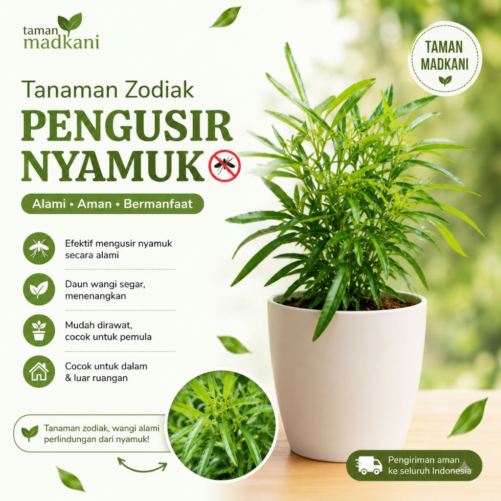 Tanaman Hias Zodiak Pengusir Nyamuk. Tanamanan pengusir nyamuk. pengusir nyamuk
