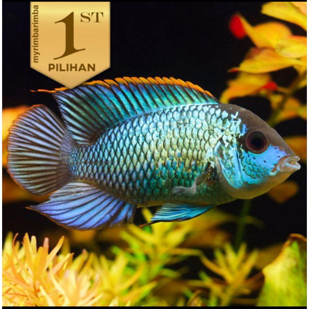Cichlid Blue Acara Ikan Hias Aquascape Hiasan Aquarium Tanaman Air