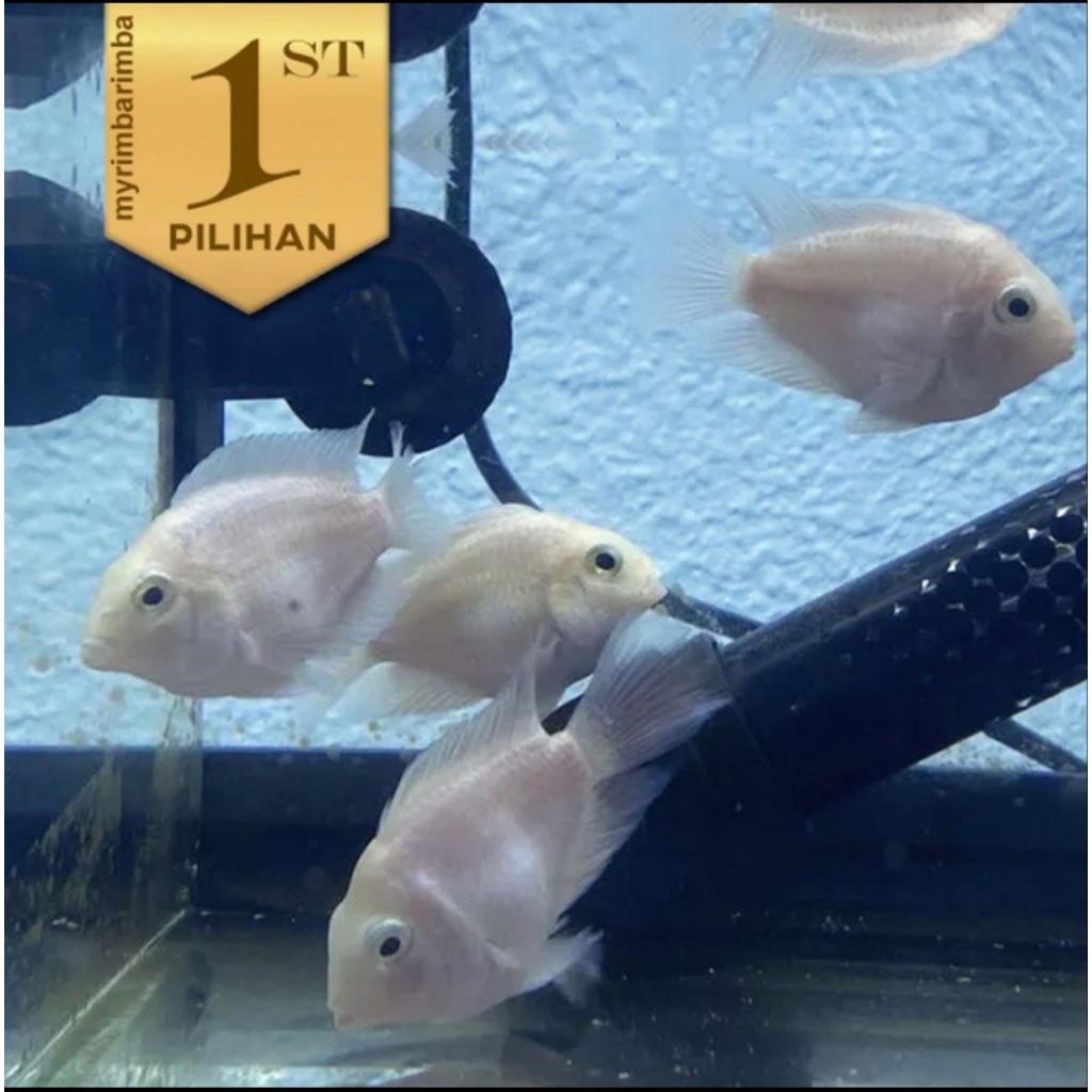 Platinum Polar Ikan Hias Parrot Putih Hiasan Aquarium Aquascape
