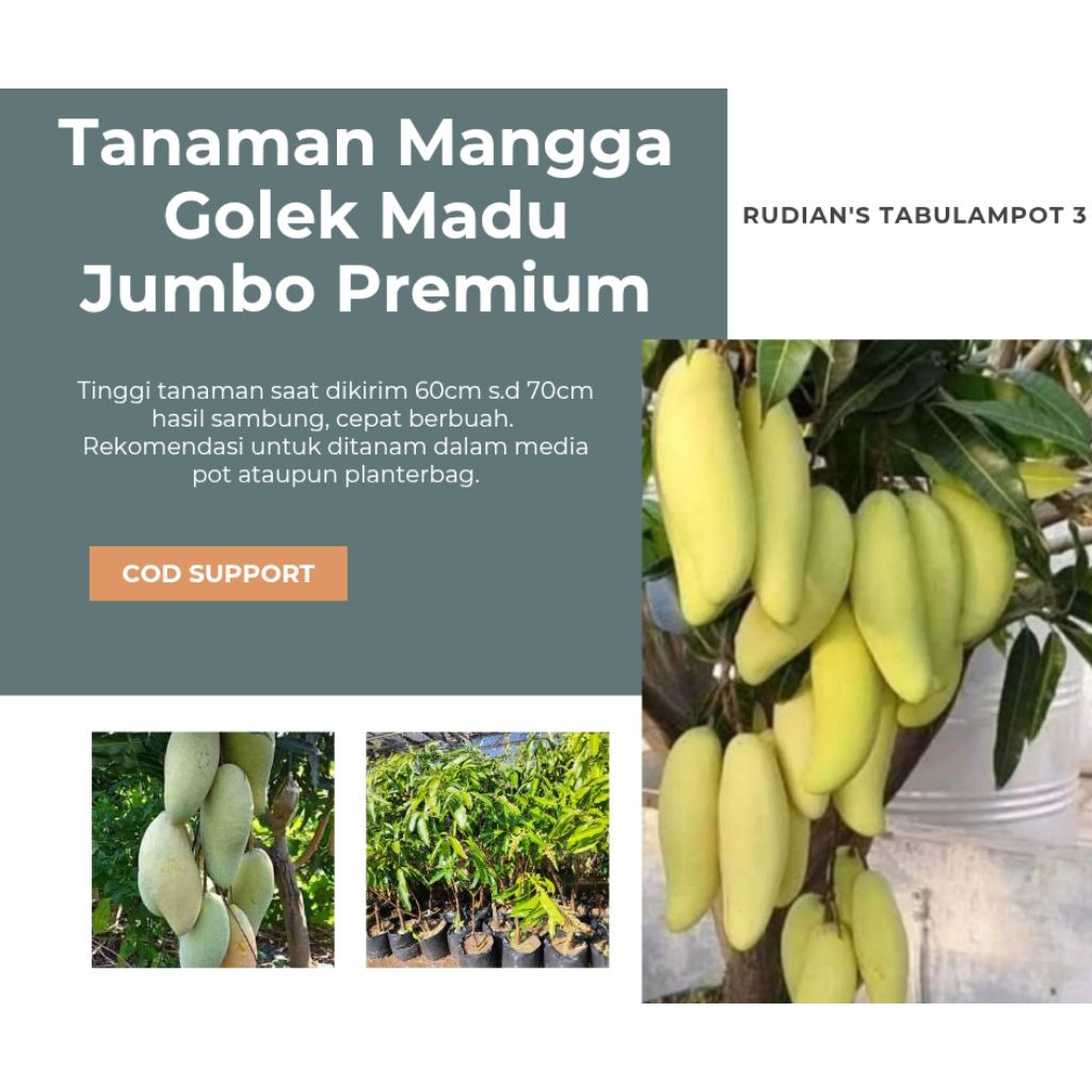 Tanaman Mangga Golek Madu Jumbo Premium