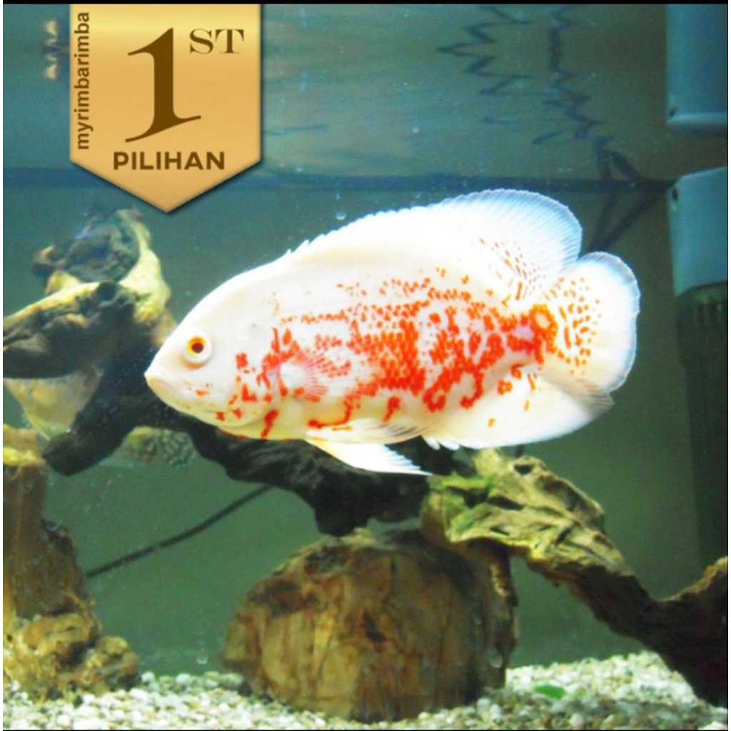 Oscar Batik Albino Ikan Hias Hiasan Aquarium Tanaman Air Aquascape