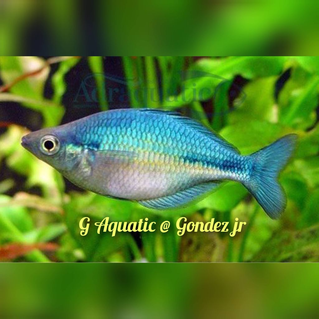 ikan Rainbow biru size 4-5cm