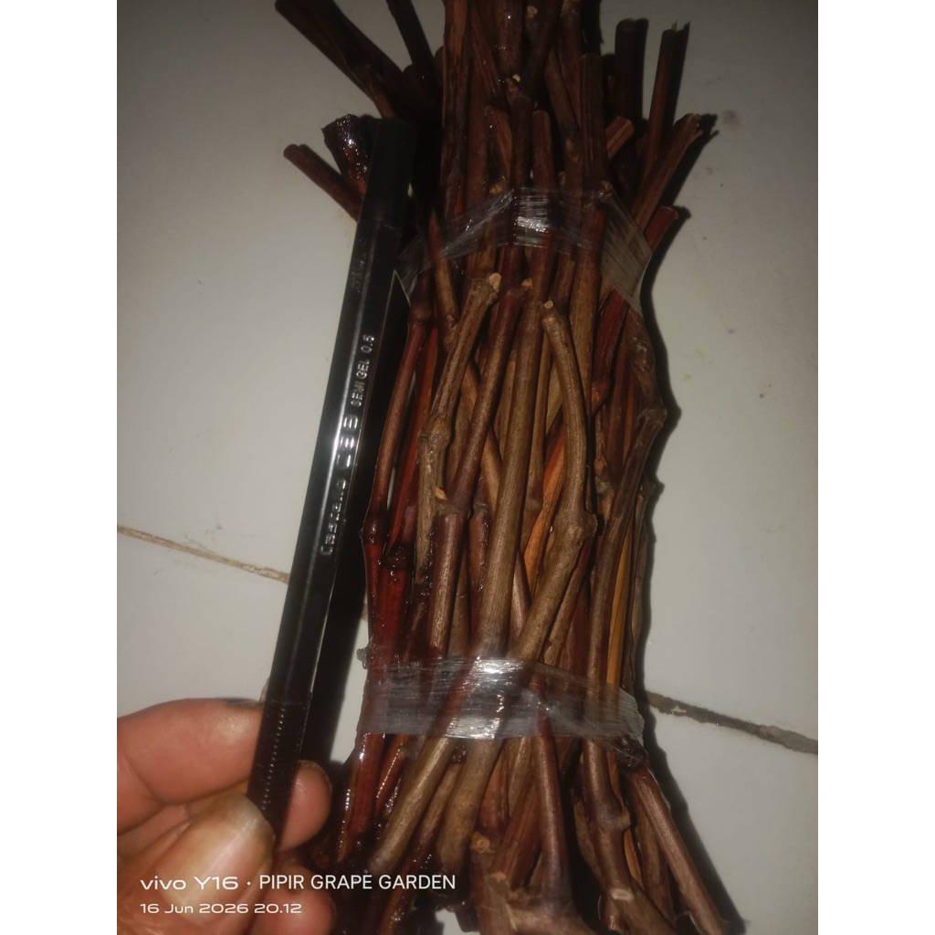 Cutting IAC 572 ukuran sedotan isi 100 batang