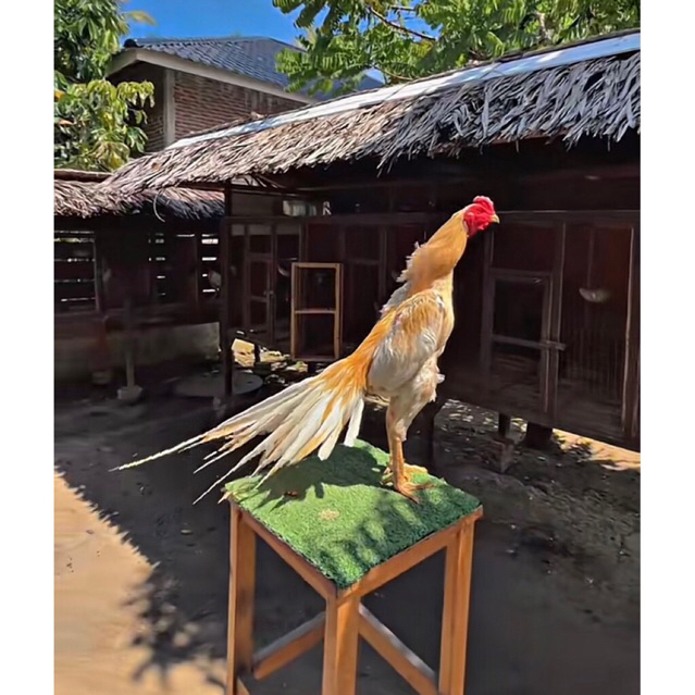 Ayam Ekor Lidi Telur Fertil Berkualitas Trah Import