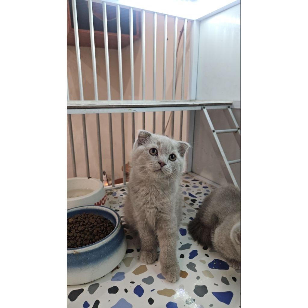 Kitten Scottish Fold Jantan Solid Fawn