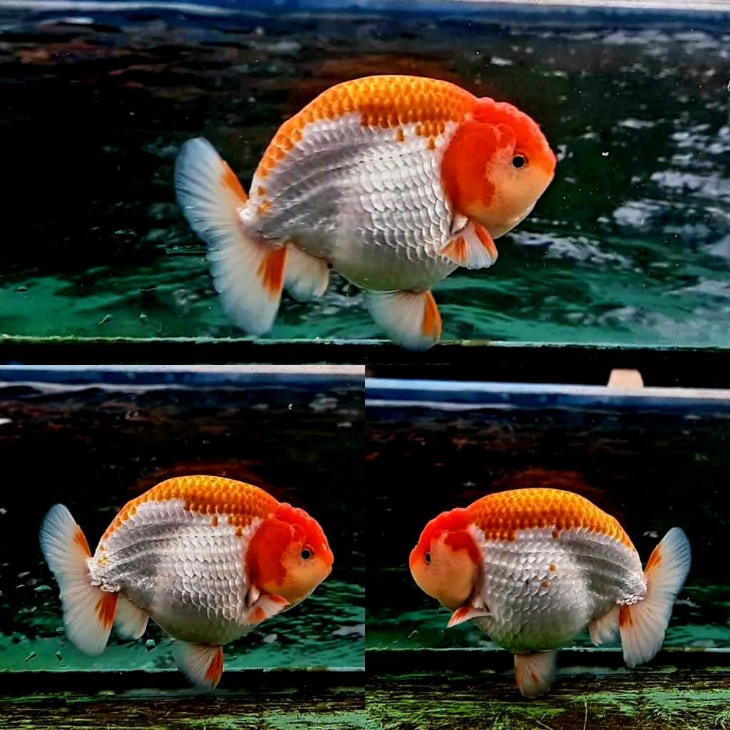 MAS KOKI BABY RANCHU RED WHITE ORIGINAL TULUNGAGUNGPaket 8 Ekor