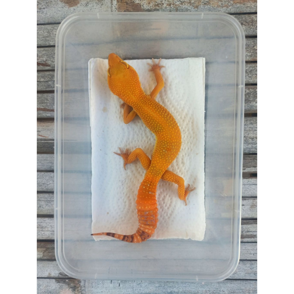 MAINAN GECKO SUNGLOW ADULT SESUAI FOTO