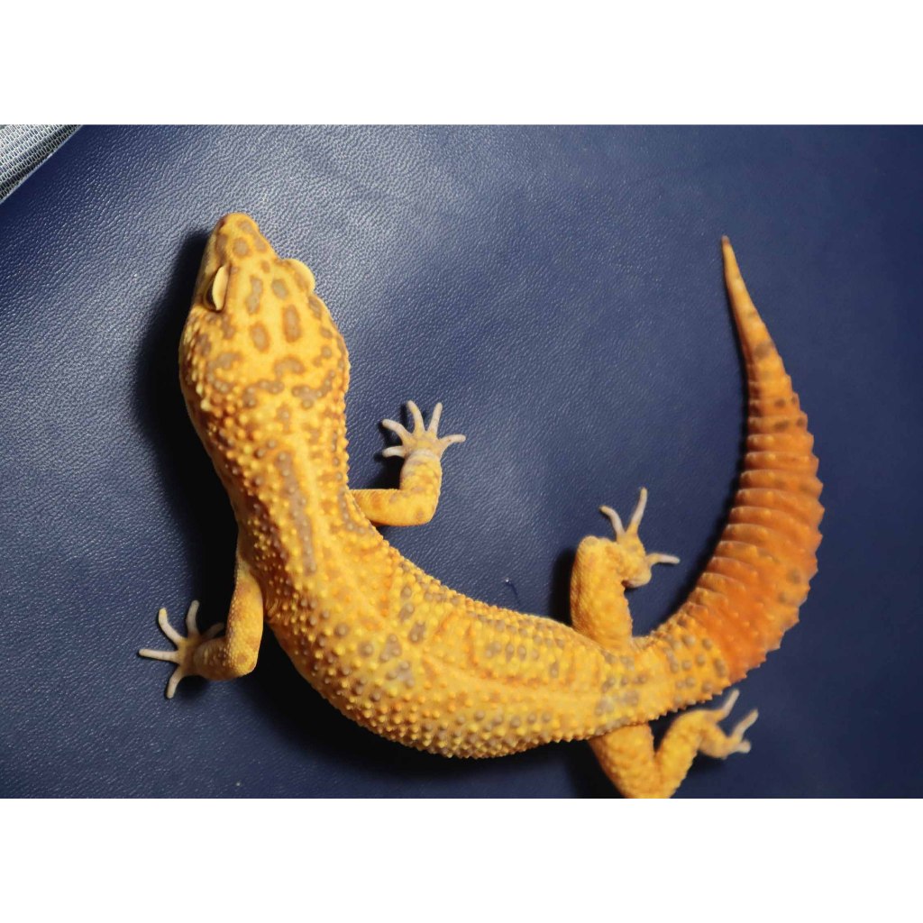 Mainan Leopard Gecko Jungle Male Dewasa (WT1M)