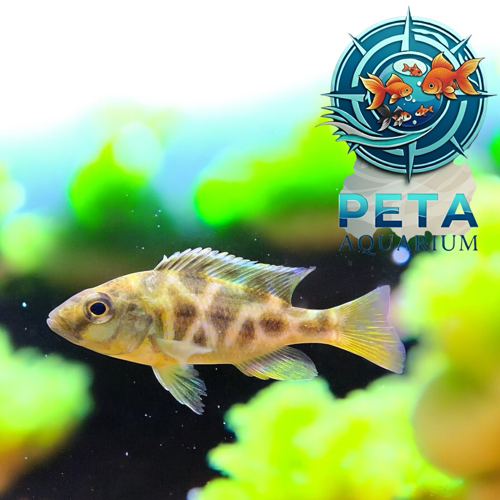 INSTAN Ikan Venustus Cichlid Small, endemik,lincah,corak unik