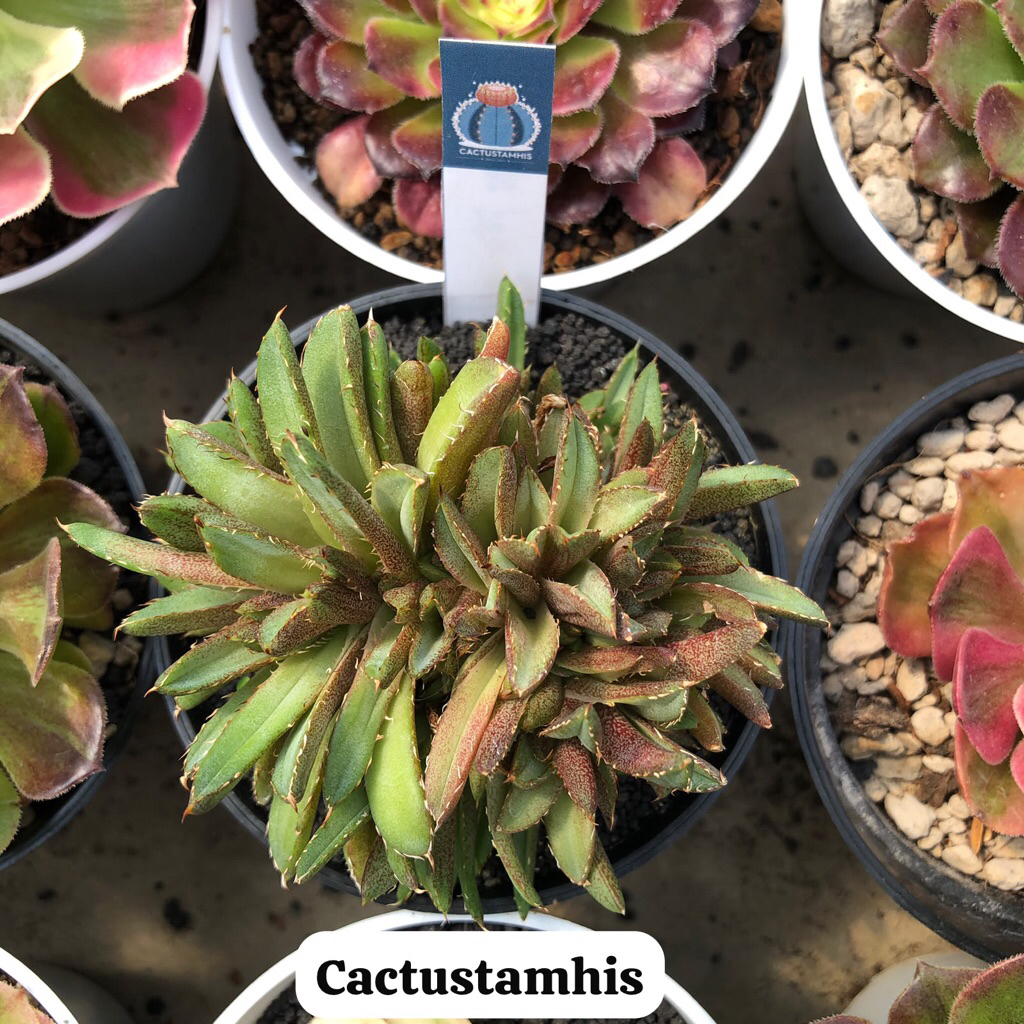 Agave cristata