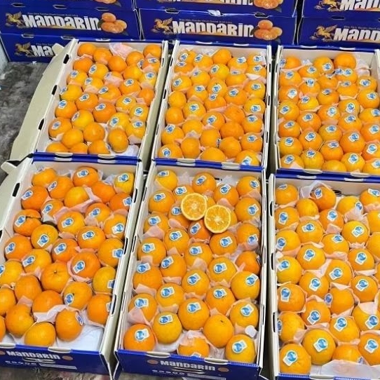 Jeruk Wogan Wokam Jeruk Mandarin 1Dus 9kg