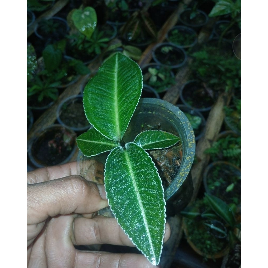 Ardisia sp