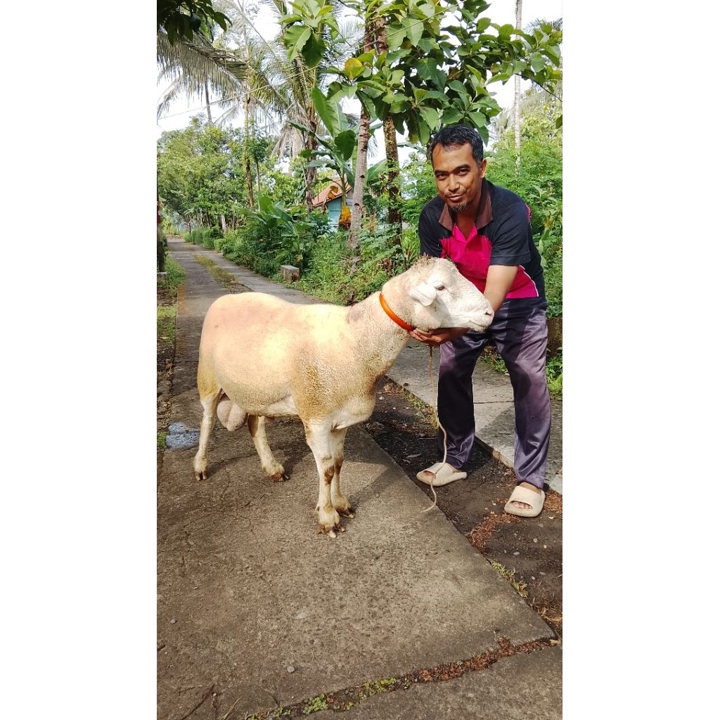 Kambing Dombos Jantan