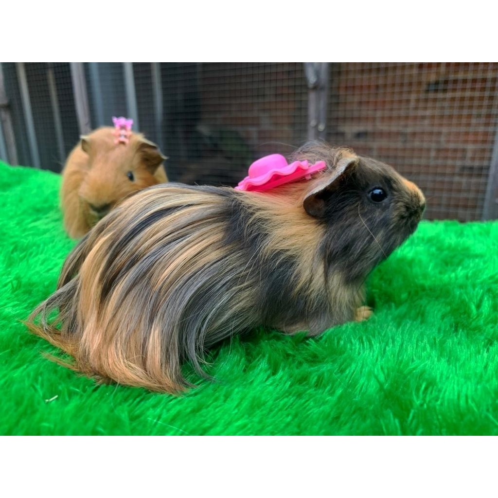Marmut Silky guinea pig long hair