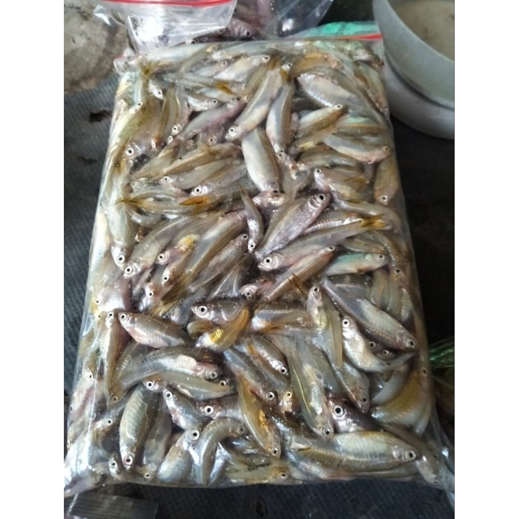 Ikan wader beku fresh 500gr