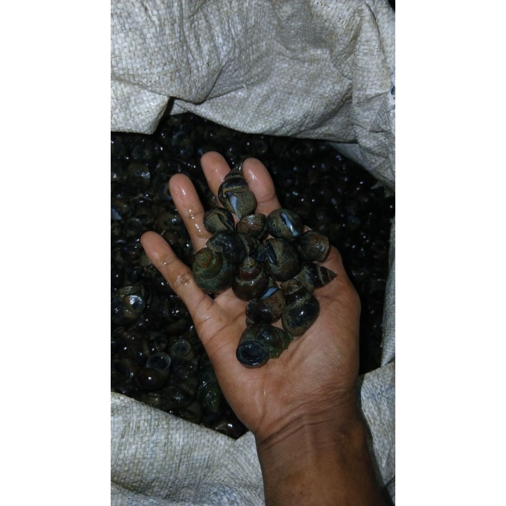 Tutut/Siput Sawah Hidup Fresh dari Sawah - Baru Panen Pagi Ini, Cangkang Mengkilap, Tanpa Bahan Kimi