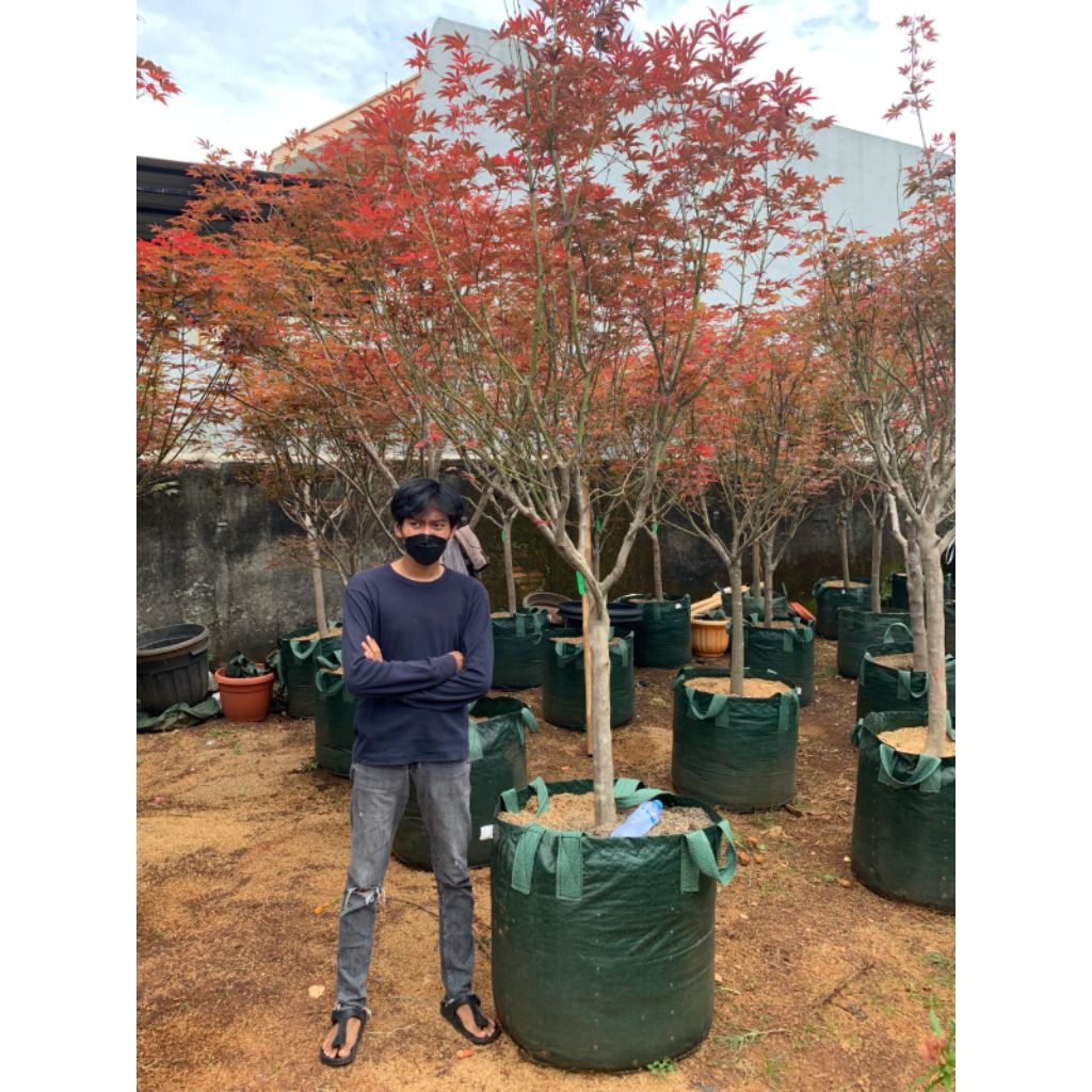 Pohon Red Maple Batang Besar || Cocok Untuk Dekorasi Taman Rumah || Tanaman Red Maple Amerika