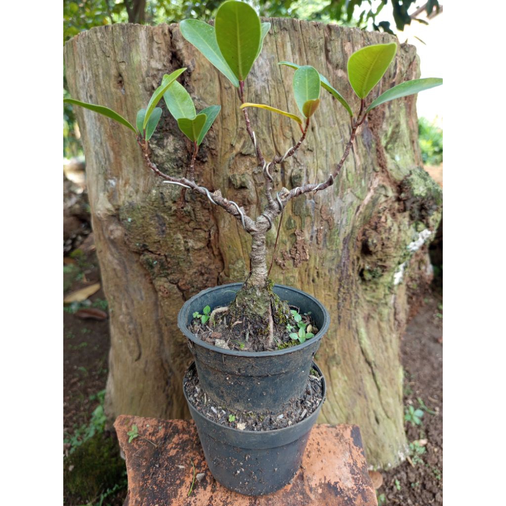 Bahan bonsai beringin iprik