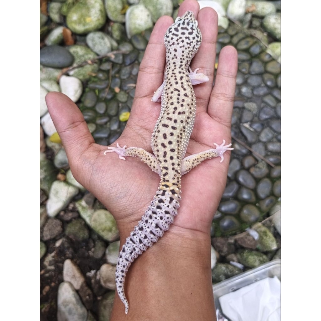 Macksnow Eclipse Gecko (F-02)