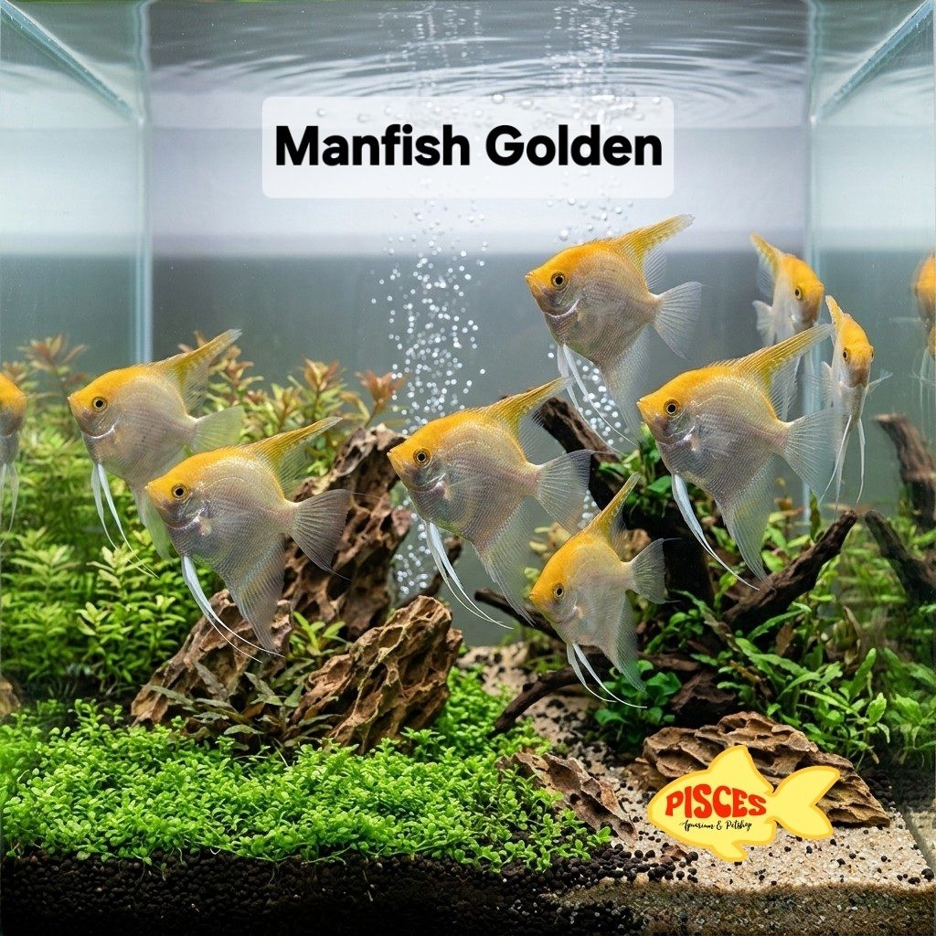 Ikan HIAS MANFISH GOLDEN