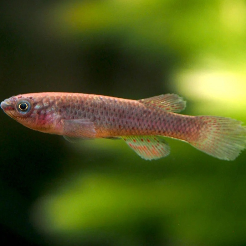 Ornamental Gardneri Killifish Betina