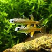 Ornamental Pseudomugil Signifer (Jantan)