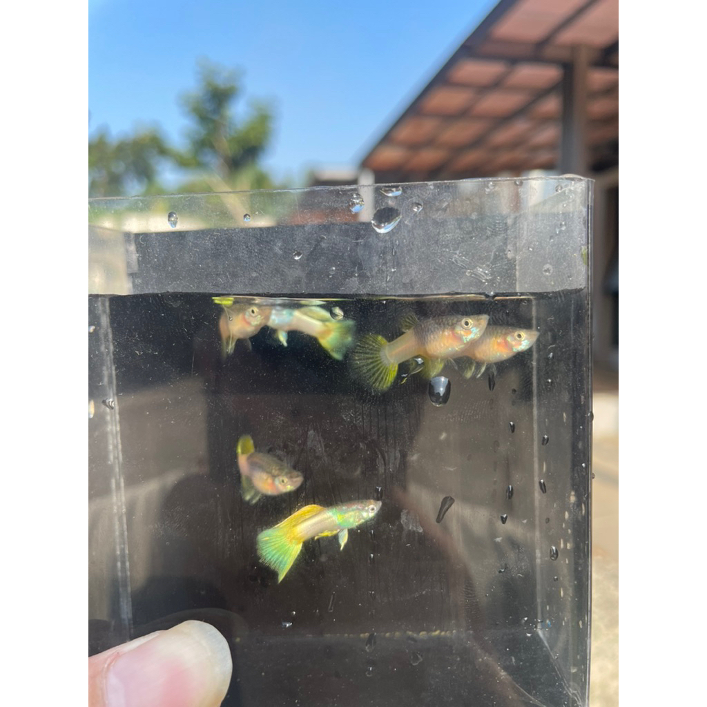Hiasan aquarium guppy Yellow Pingu