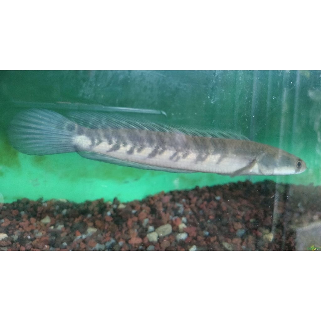 ikan chana maru