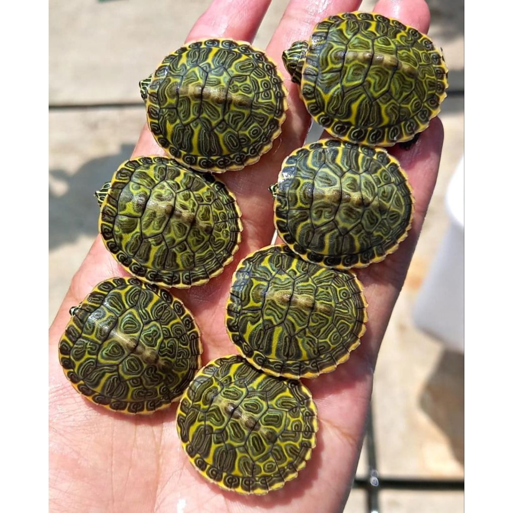 Makanan Pakan Pelet Ikan Kura Kura Red Belly Nelsoni Rbn Turtle Ukuran 3cm Mainan Anak Hiasan Aquari
