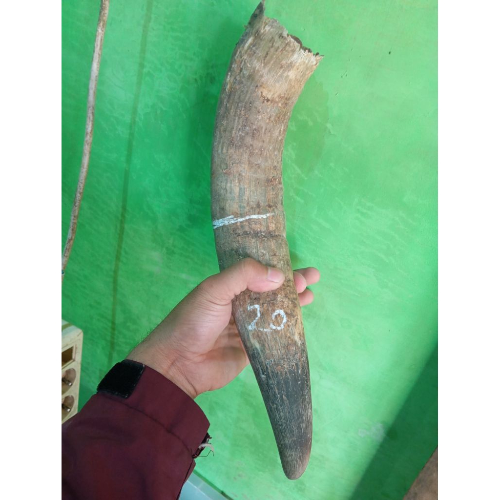 BAHAN KERAJINAN tanduk sapi Bule tanduk padat 20-33cm untuk handel gagang