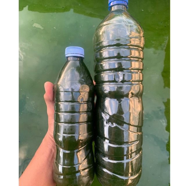 Chlorella / Green Water Chlorella/ Air Hijau Chlorella Terjangkau