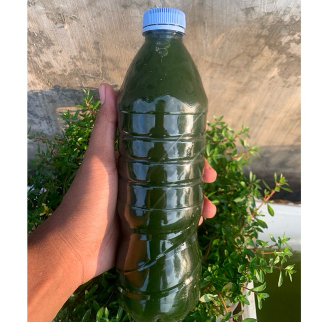 Chlorell 600ml / Green Water Chlorella/ Air Hijau Chlorella Murah