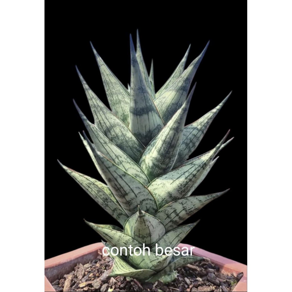Sansivera Hybrid 'Zora'