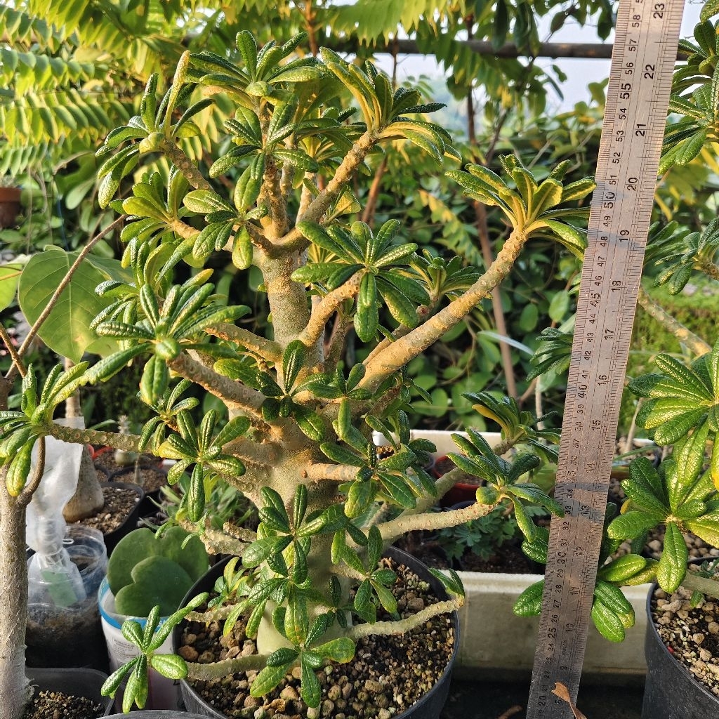 Tanaman Caudiciform Dorstenia gigas size besar