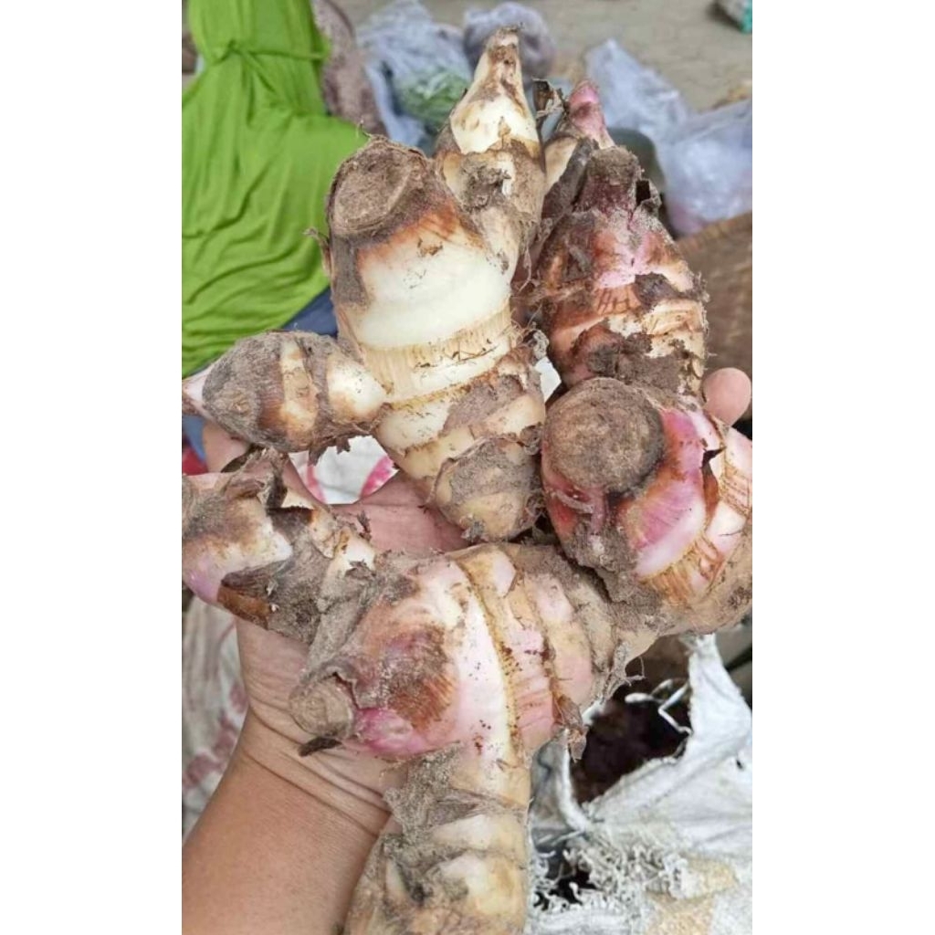 paket promo 2 kg umbi ganyong Muria