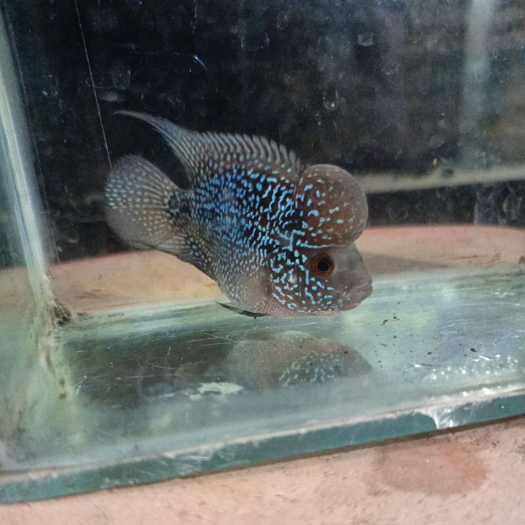 Ikan Louhan Jenong ukuran 2 jari up,,Louhan SRD Jenong