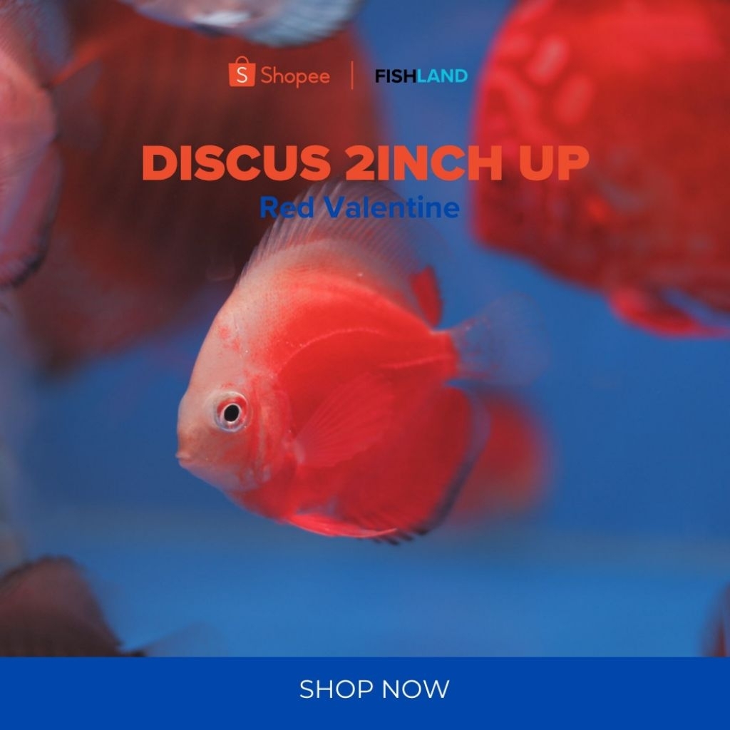 (Real Pict) Discus 2inch Up Berkualitas Pigeon, Red Melon, Red Valentine, Blue Diamond etc