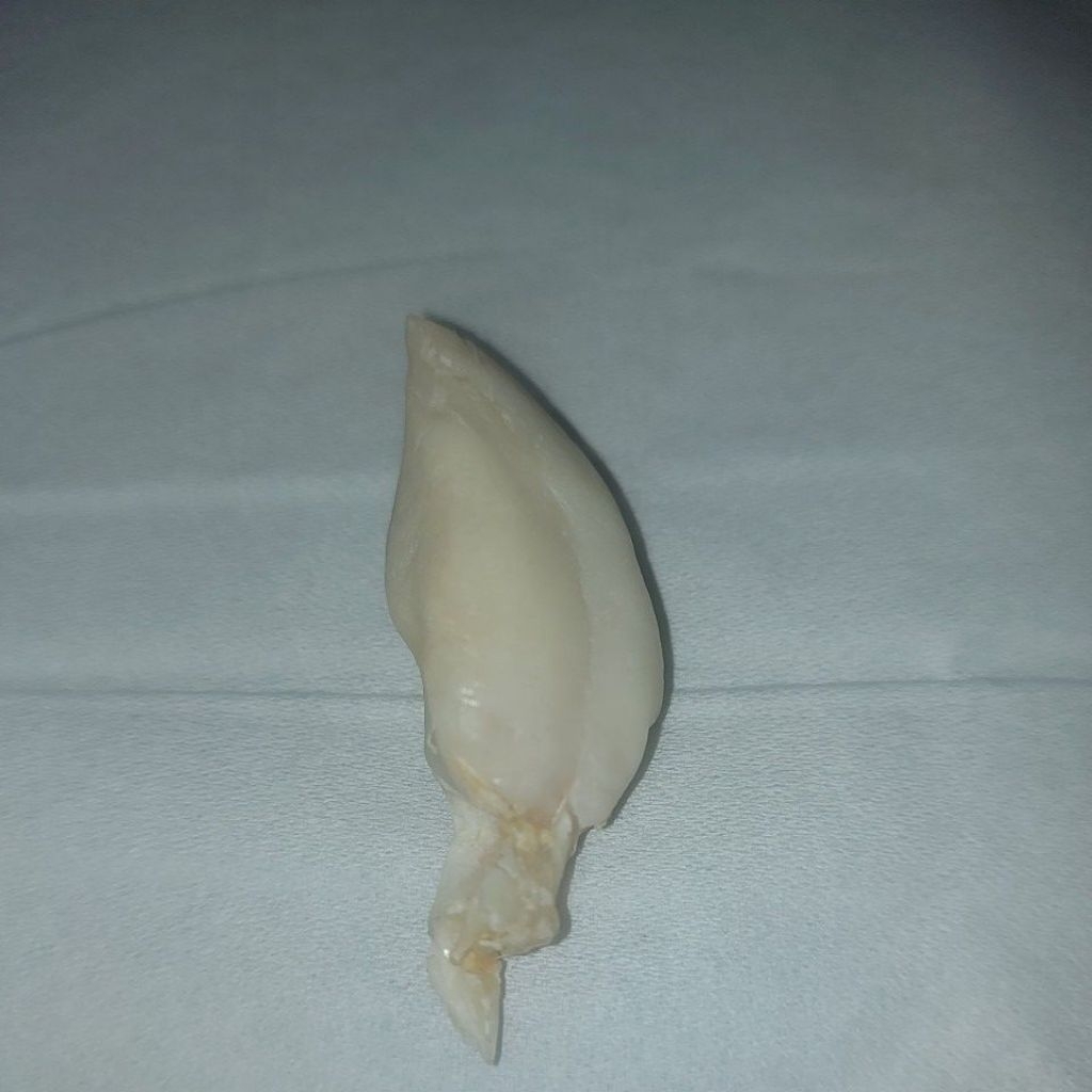 langka unik geliga ikan