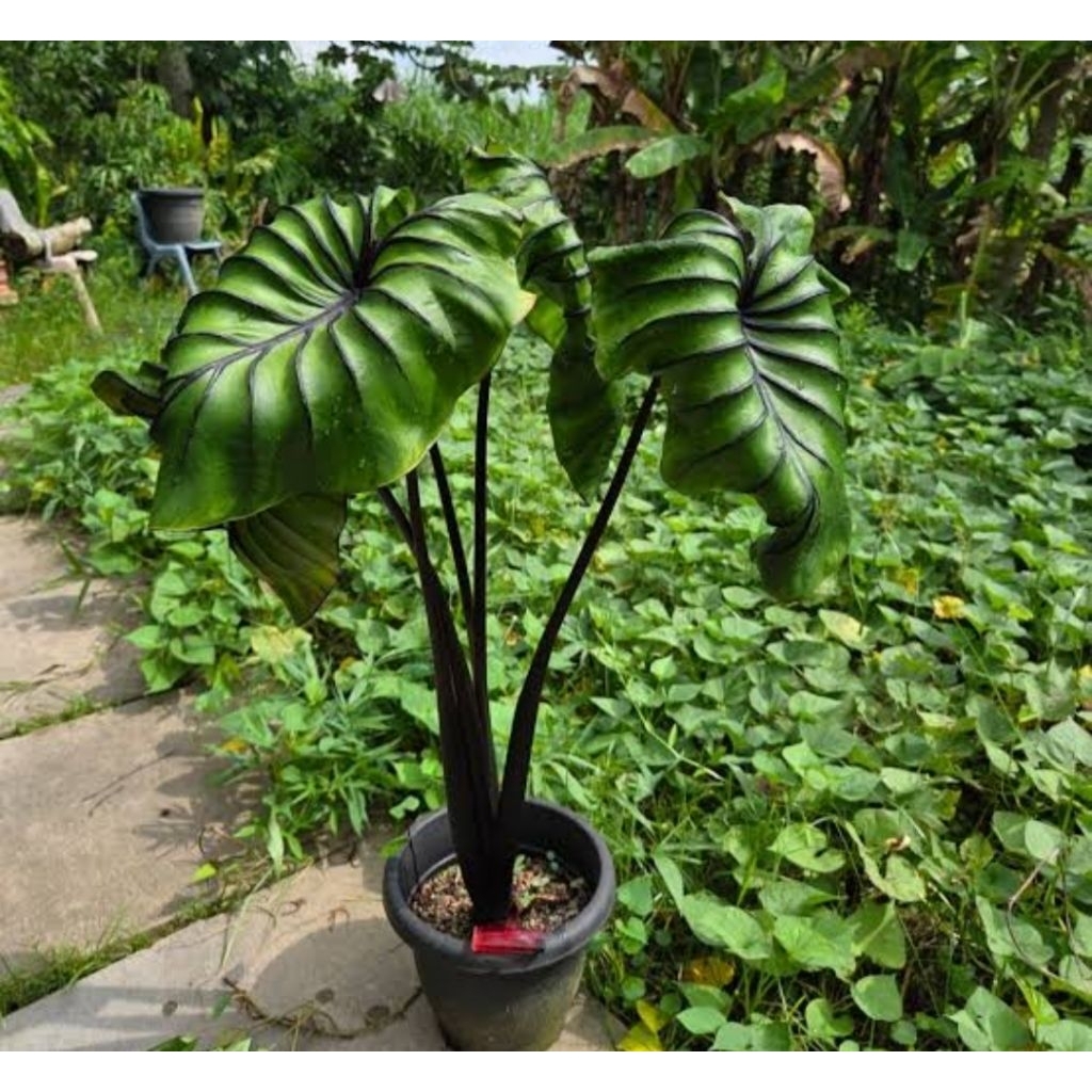 colocasia paraoh mask