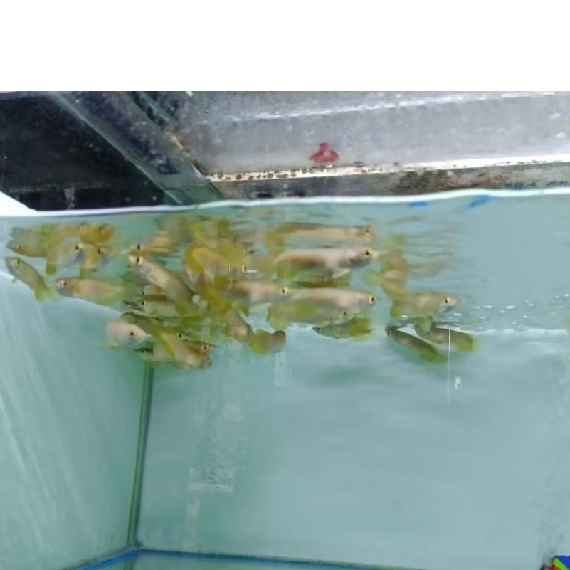 Polos Golden Red Hb 8-9cm