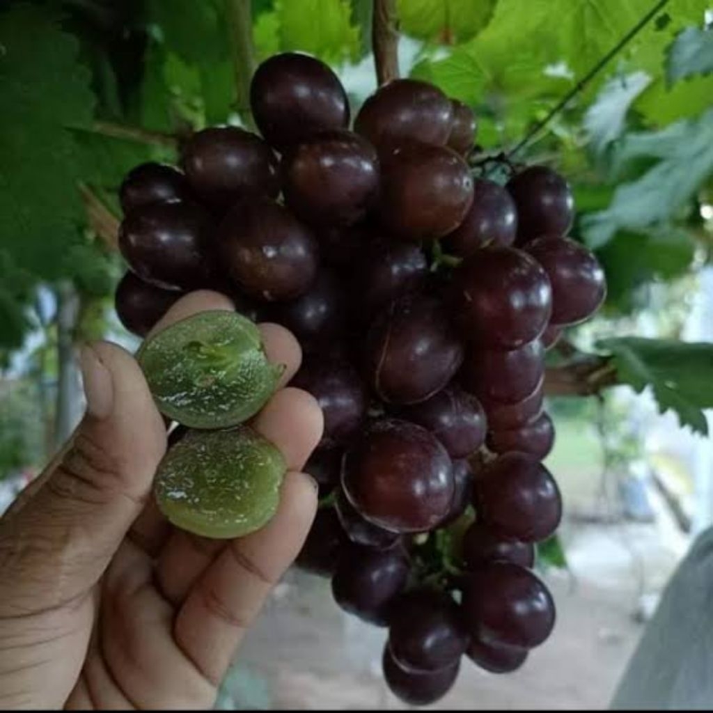 Bibit Anggur Import Early Adora