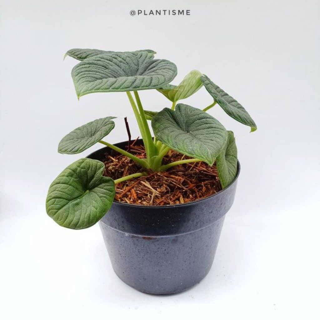 Tanaman Hias Alokasia Melo Badak - Tanaman Hias Alocasia melo badak