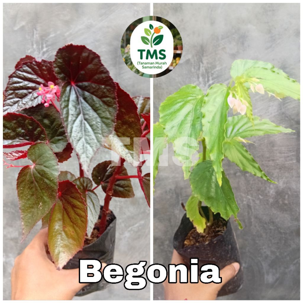 TMS~ tanaman Begonia Rex begonia merah raja  Hariang Clasic Begonia Merah Begonia red maroon